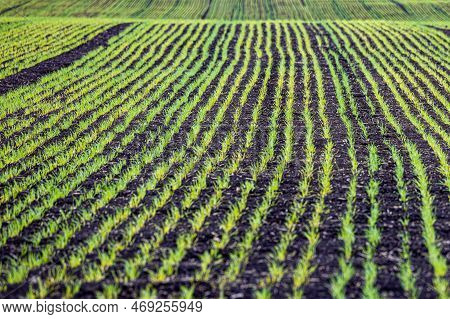 Landscape With A Field Sown With Young Wheat. Sown Field In Spring. Spring Field.