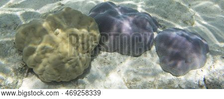 View Of Coral In The Sea