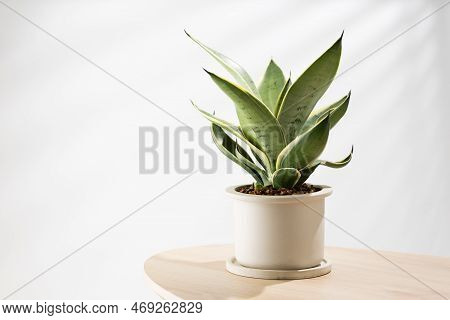 Decorative Sansevieria Plant On Wooden Table In Living Room. Sansevieria Trifasciata Prain In Gray C