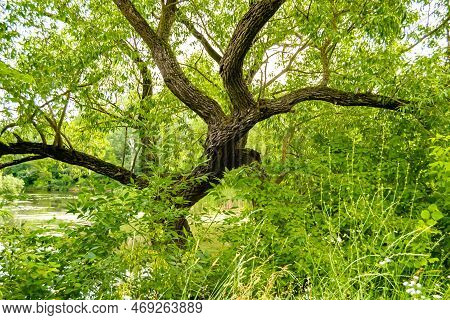 Photography On Theme Large Beautiful Autumn Spruce Tree On Background Bright Sky