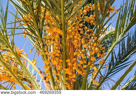 A Tall Palm Tree With Yellow Ripe Dates In Tropical Country.