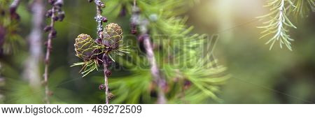 Japanese Larch. Fresh Green Leaves Of Japanese Larch, Larix Kaempferi In Summer. Larch Cones On A Br
