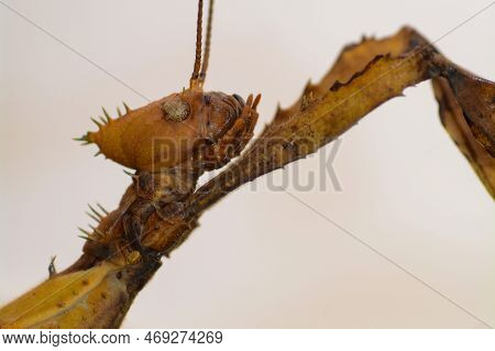 Head One Australian Stick Insect ( Extatosoma Tiaratum ) With Light Background