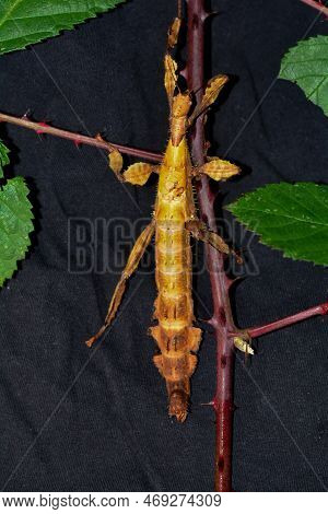 Australian Stick Insect ( Extatosoma Tiaratum ) On Dark Background