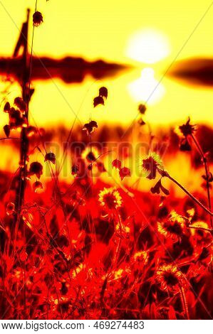Stinson Beach, United States - August 12, 2012 : Point Reyes Bay Is Magical At Sunset, Nature, Plant