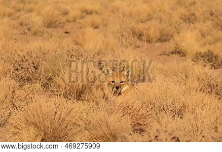 Andean Fox Sunbathing Happily In The Ichu Grass Field Of Atacama Desert, Los Flamencos National Rese