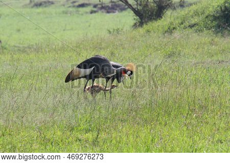 Family Of Crown Cranes, Parents And A Chicken Feeding On High Green Grass
