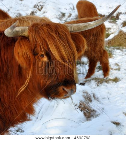 Highland vaca mirando a la cámara