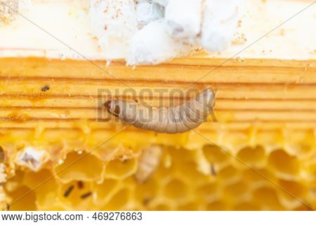 Waxworms, Caterpillar Larvae Of Wax Moths, On Damaged Beeswax, Frame With Waxed Wax Moth.