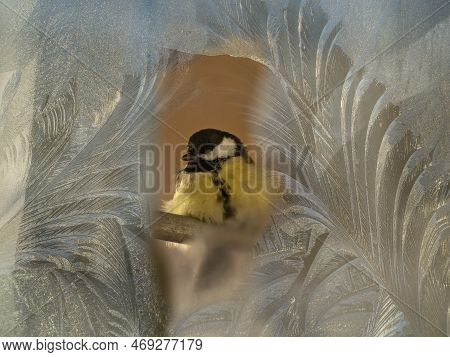The Tit Sits Outside The Window On A Stick. The Frosty Pattern On The Window Creates A Frame Around 