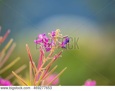 Flowers Of Fireweed, Chamaenerion Angostifolium On A Sunny Summer Day. Chamaenerion Angustifolium - 