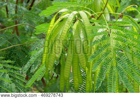 The Fruit Of Leucaena Leucocephala Is Dense. The Glabrata Plant Is Known In Indonesia As Lamtoro Gun