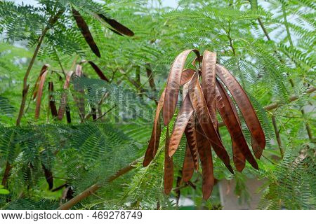 Dried Leucaena Leucocephala Fruit. The Glabrata Plant Is Known In Indonesia As Lamtoro Gung Or Chine