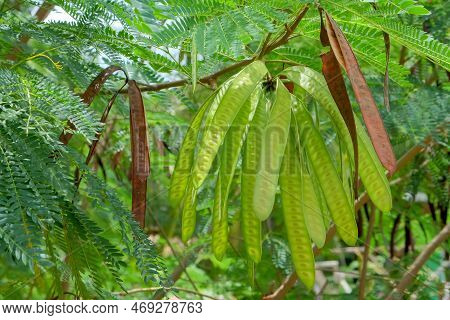 The Fruit Of Leucaena Leucocephala Is Dense. The Glabrata Plant Is Known In Indonesia As Lamtoro Gun