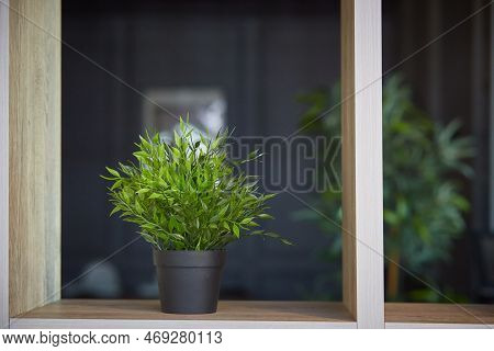 Interior Design. Home Decoration With Potted Flowers. Pogonatherum Paniceum In A Flower Pot On A She