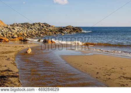 A Dog Refreshing Herself In The Freshwater Of The Creek Which Flows Into The Atlantic Ocean. Kenning