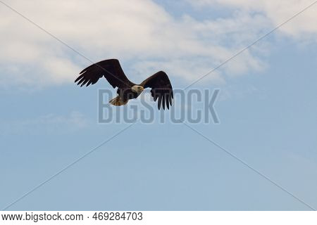 A Bald Eagle Flying High Overhead. Cape Breton, Nova Scotia, Canada.