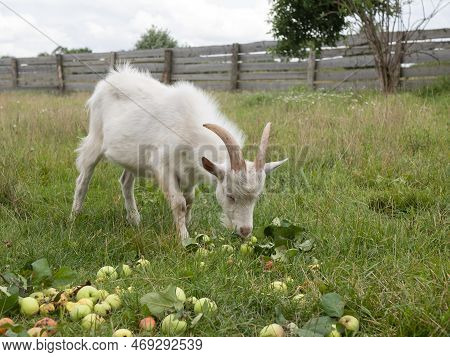 White Furry Horned Goat Is Eating Apples On Farm, Selective Focus. Cud-chewing Animal