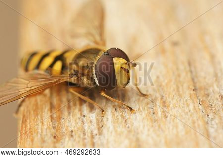 Detailed Facial Macro Closeup Of The Migrant Hoverfly, Eupeodes Corollae Sittting On Wood