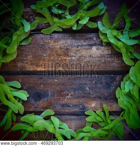 Green Maple Seeds Along The Edges Of A Wooden Background Made Of Horizontal Planks. Frame Or Blank F