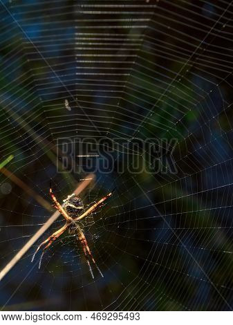 Macro Photography Of A Silver Argiope Spider On Its Web, Captured At A Garden Near The Colonial Town