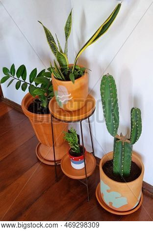 Potted Plants Decorating The Interior Of A House, One Of Them Being A Cactos