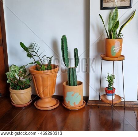 Potted Plants Decorating The Interior Of A House, One Of Them Being A Cactos