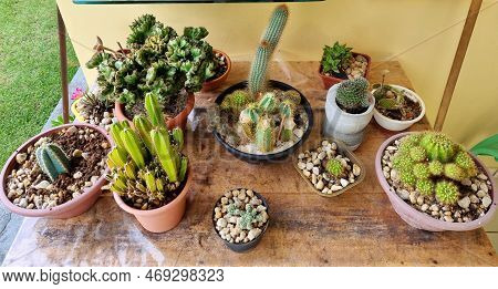 Pots With Beautiful Cacti Seen From Above