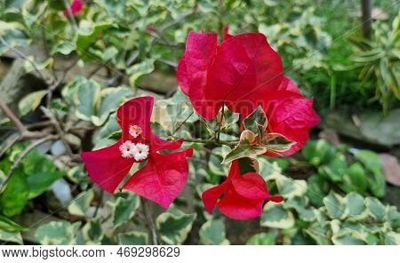 Plant With Small White Flowers And Red And Green Leaves