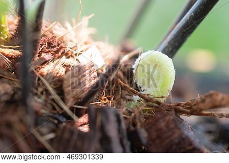 Close Up Detail Of A Fern With Sunlight In The Morning.