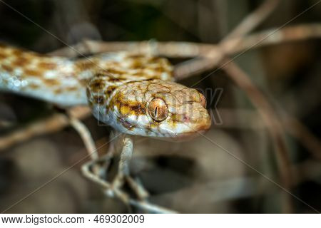 Cat-eyed Snake, Madagascarophis Colubrinus Is A Species Of Snake Of The Family Pseudoxyrhophiidae, N