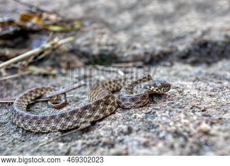 Cat-eyed Snake, Madagascarophis Colubrinus Is A Species Of Snake Of The Family Pseudoxyrhophiidae, N