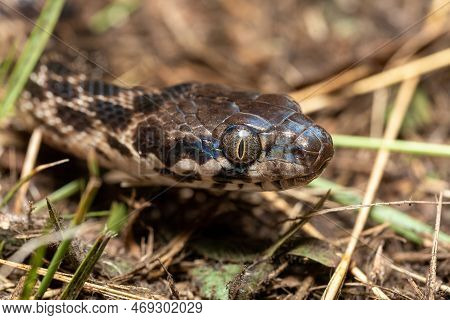 Cat-eyed Snake, Madagascarophis Colubrinus Is A Species Of Snake Of The Family Pseudoxyrhophiidae, N