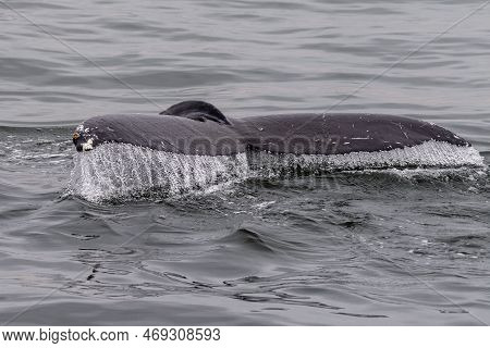 Detailed Close-up Of A The Tail Fin Of A Diving Whale. Walvis Bay, Namibia.