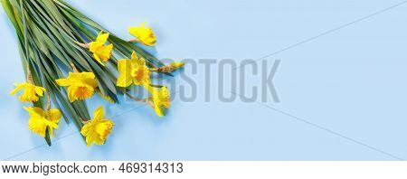 Set Of Beautiful Yellow Daffodils Lie On Blue Background. Flat Lay Top View With Copy Space For  You
