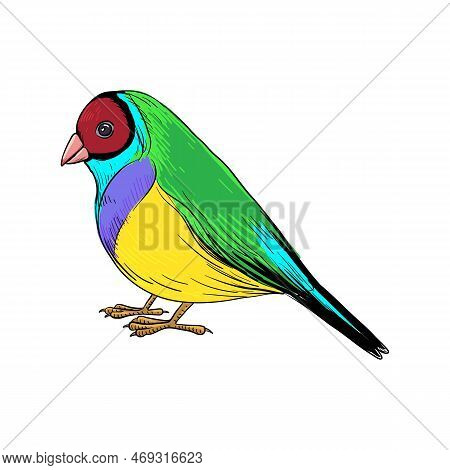 Vector Drawing Bird, Gouldian Finch, Hand Drawn Songbird, Isolated Nature Design Element