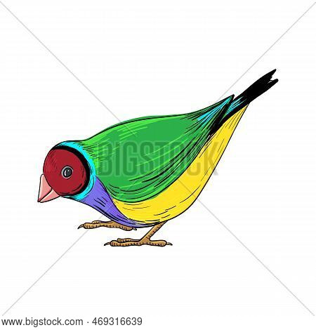 Vector Drawing Bird, Gouldian Finch, Hand Drawn Songbird, Isolated Nature Design Element