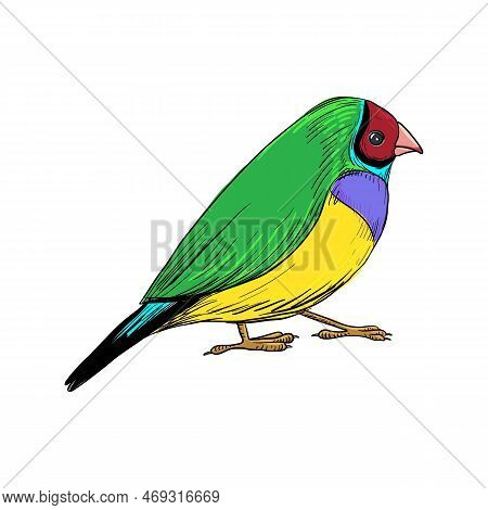 Vector Drawing Bird, Gouldian Finch, Hand Drawn Songbird, Isolated Nature Design Element