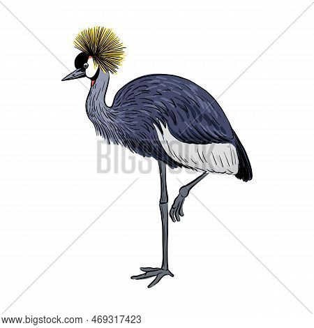 Vector Drawing Sketch Of Bird, Hand Drawn Grey Crowned Crane , Balearica Regulorum , Isolated Nature
