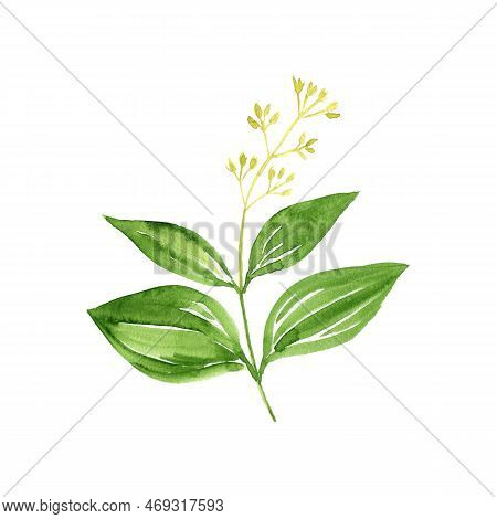Watercolor Drawing Plant Of Chinese Cinnamon, Cinnamomum Cassia, Herb Of Traditional Chinese Medicin
