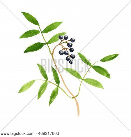 Watercolor Drawing Branch Of Amur Cork Tree With Leaves And Berries, Phellodendron Amurense, Herb Of