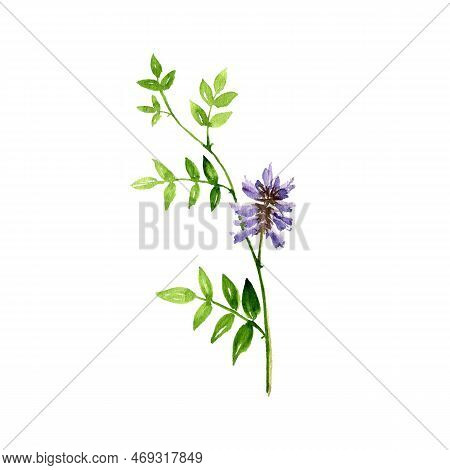 Watercolor Drawing Plant Of Licorice, Chinese Liquorice, Glycyrrhiza Uralensis, Herb Of Traditional 