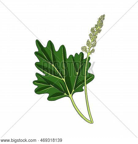 Vector Drawing Plant Of Rhubarb, Rheum Officinale , Herb Of Traditional Chinese Medicine, Hand Drawn