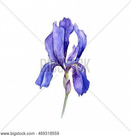 Watercolor Drawing Flower Of Iris, Limniris Isolated At White Background , Hand Drawn Botanical Illu