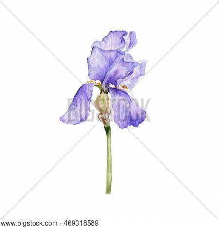 Watercolor Drawing Flower Of Iris, Limniris Isolated At White Background , Hand Drawn Botanical Illu