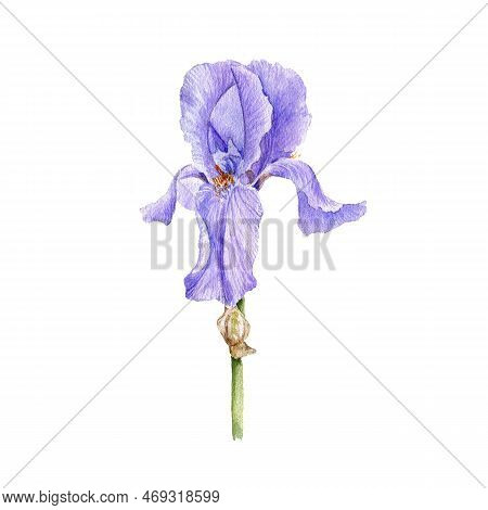 Watercolor Drawing Flower Of Iris, Limniris Isolated At White Background , Hand Drawn Botanical Illu