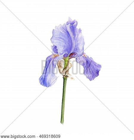 Watercolor Drawing Flower Of Iris, Limniris Isolated At White Background , Hand Drawn Botanical Illu