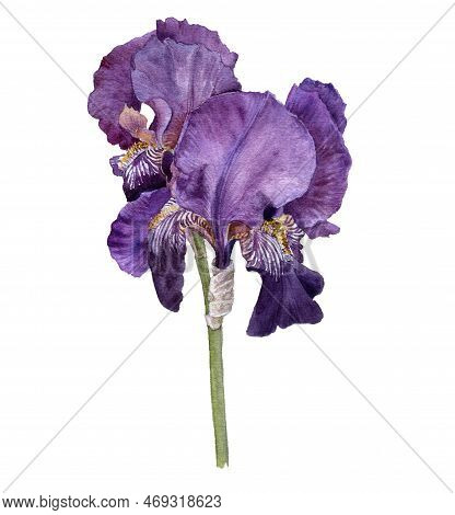 Watercolor Drawing Flower Of Iris, Limniris Isolated At White Background , Hand Drawn Botanical Illu