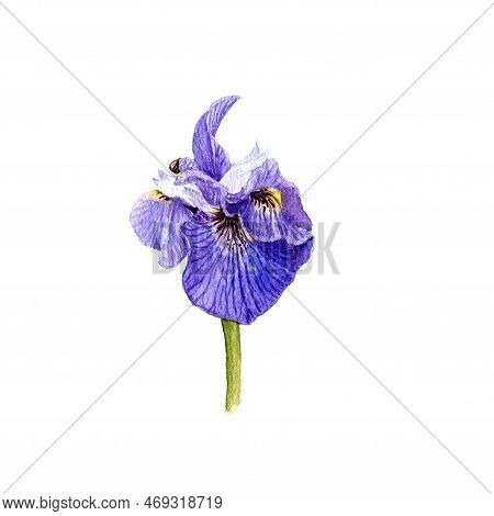 Watercolor Drawing Flower Of Iris, Limniris Isolated At White Background , Hand Drawn Botanical Illu