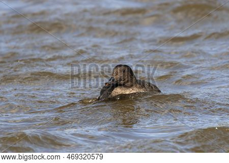 The Velvet Scoter (melanitta Fusca), Also Called A Velvet Duck. Sea Duck During A Migration On Lake 